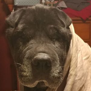 Meet your Posher, Pam